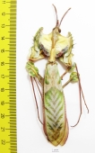 Idolomantis diabolica, male  Tanzania 98mm - INSECTS-STORE.RU