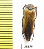 Ripiphoridae sp.  China, Yunnan prov. - INSECTS-STORE.RU