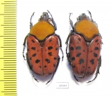 Conradtia principalis, pair  Tanzania - INSECTS-STORE.RU