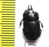 Iliotona cacti  Mexico - INSECTS-STORE.RU