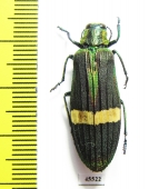 Demochroa gratiosa  Malaysia - INSECTS-STORE.RU