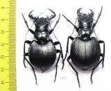 Manticora holubi, pair  Zambia  51mm - INSECTS-STORE.RU