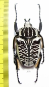 Goliathus albosignathus albosignathus  Zambia  53mm - INSECTS-STORE.RU