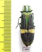 Demochroa gratiosa  Malaysia - INSECTS-STORE.RU