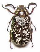 Melolonthinae - INSECTS-STORE.RU