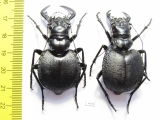 Manticora holubi, pair  Zambia  53mm - INSECTS-STORE.RU