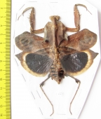 Deroplatys desiccata, female  Malaysia - INSECTS-STORE.RU