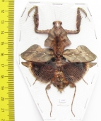 Deroplatys lobata, female  Malaysia - INSECTS-STORE.RU