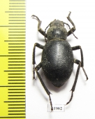 Trachyderma setosa  Armenia - INSECTS-STORE.RU