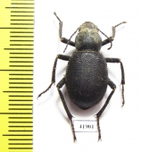 Trachyderma setosa  Armenia - INSECTS-STORE.RU