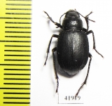 Diesia sexdentata sexdentata  Kazakhstan - INSECTS-STORE.RU