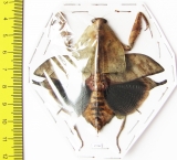 Deroplatys truncata, female  Malaysia - INSECTS-STORE.RU