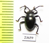 Endomychidae sp.  Malaysia, Borneo - INSECTS-STORE.RU