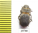 Pogonobasis sp.  Zambia - INSECTS-STORE.RU