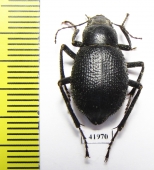 Trachyderma triangularis  Uzbekistan - INSECTS-STORE.RU