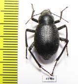 Trachyderma triangularis  Uzbekistan - INSECTS-STORE.RU