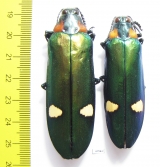 Megaloxantha bicolor nigricornis, pair  Malaysia - INSECTS-STORE.RU