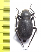 Trachyderma hispida  Sudan - INSECTS-STORE.RU