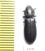 Trogossitidae sp.  Zambia - INSECTS-STORE.RU