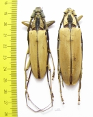 Massicus regius, pair  Malaysia 70mm - INSECTS-STORE.RU