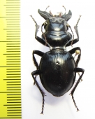 Machozetus lehmanni  Uzbekistan 32mm - INSECTS-STORE.RU