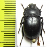 Glabrasida parallela  Spain - INSECTS-STORE.RU