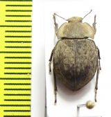 Asida lutosa  Ukraina - INSECTS-STORE.RU