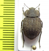 Asida lutosa  Ukraina - INSECTS-STORE.RU