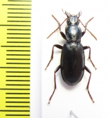 Pseudotaphoxenus juvencus  Uzbekistan - INSECTS-STORE.RU