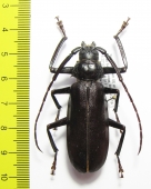 Macrotoma sp.  Namibia - INSECTS-STORE.RU