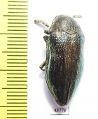 Julodis onopordi pilosa  Morocco - INSECTS-STORE.RU