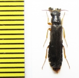 Lymexylidae, Elateroides dermestoides, male  Russia, Tver reg. - INSECTS-STORE.RU