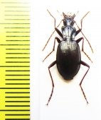 Carabidae sp.  Greece - INSECTS-STORE.RU