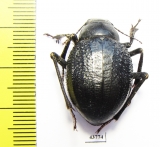 Pisterotarsa gigantea Tajikistan - INSECTS-STORE.RU