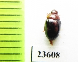 Erotylidae sp.  Indonesia, Sumatra - INSECTS-STORE.RU