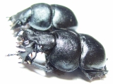 Lethrus kiritshenkoi, pair  Tajikistan - INSECTS-STORE.RU