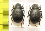 Pimelia capito, pair  Russia - INSECTS-STORE.RU