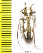 Prosopocera sp.  South Africa Rep. - INSECTS-STORE.RU