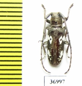 Prosopocera sp.  South Africa Rep. - INSECTS-STORE.RU