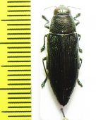 Buprestidae sp.  Peru - INSECTS-STORE.RU