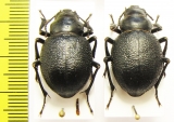 Pimelia cephalotes, pair  Uzbekistan - INSECTS-STORE.RU