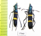 Polyzonus sp., pair  China, Yunnan prov. - INSECTS-STORE.RU