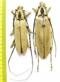Massicus regius, pair  Malaysia 70mm - INSECTS-STORE.RU