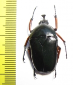 Trigonophorus rothschildi, male  Malaysia - INSECTS-STORE.RU