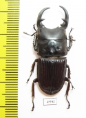 Aegus parallelus  Indonesia, Sumatra  37mm - INSECTS-STORE.RU