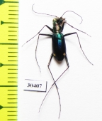 Cylindera lautissima  China, Sichuan prov. - INSECTS-STORE.RU