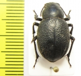 Pimelia persica  Armenia - INSECTS-STORE.RU