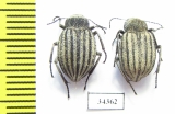 Lasiostola scabricollis  Kazakhstan - INSECTS-STORE.RU