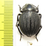 Pimelia cajetana  Italy - INSECTS-STORE.RU