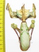 Idolomantis diabolica, female  Tanzania 110mm - INSECTS-STORE.RU